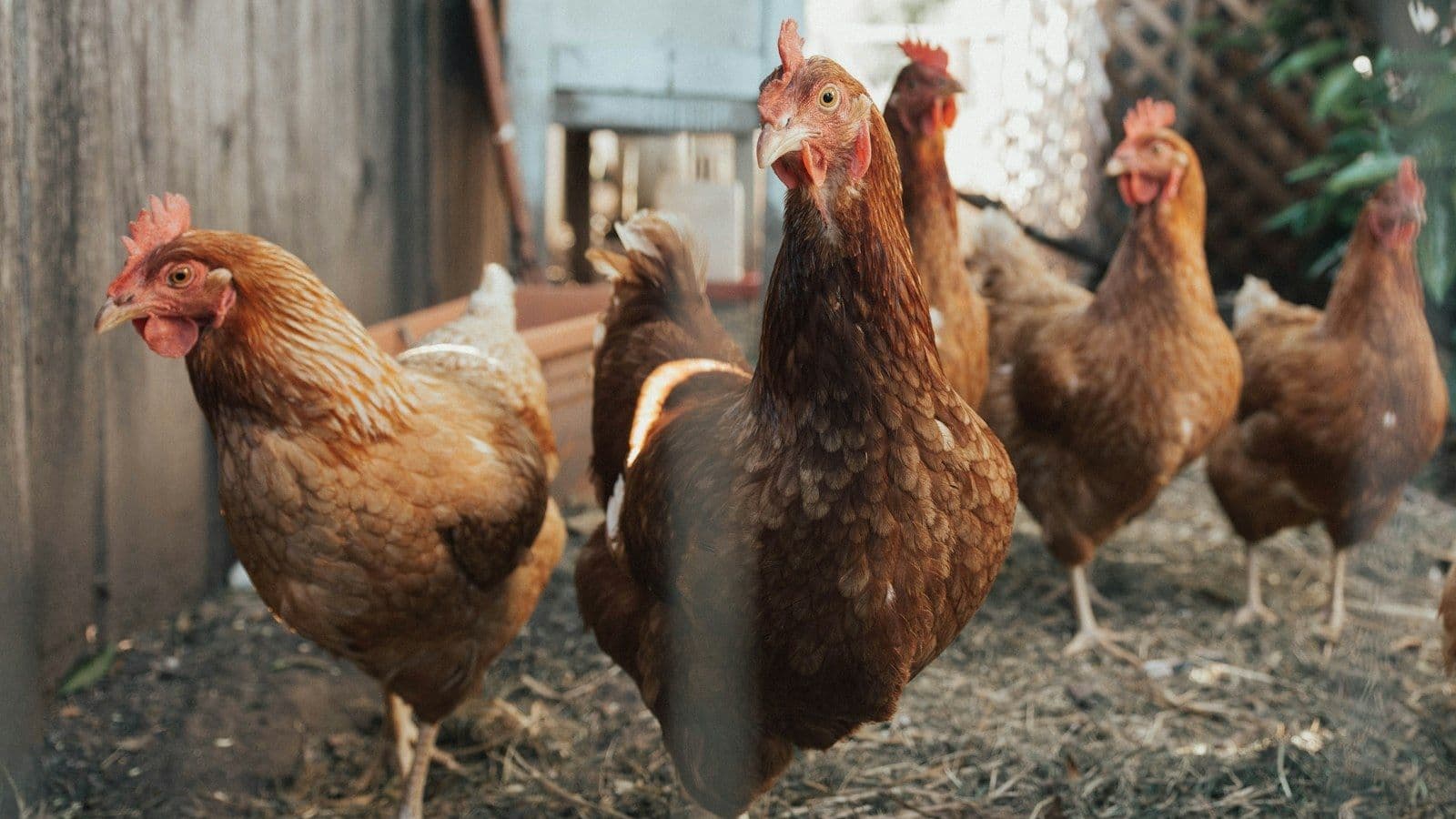 Cover image for How Are the Hens Laying?