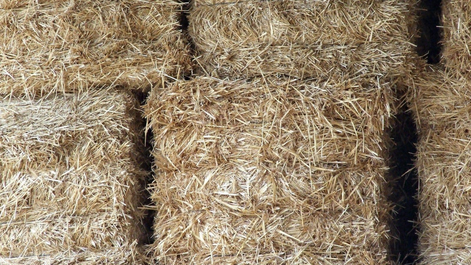 Cover image for The Line About the Hay
