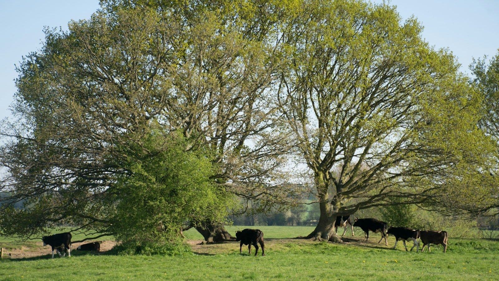 Cover image for The Peg in the Wet Corner